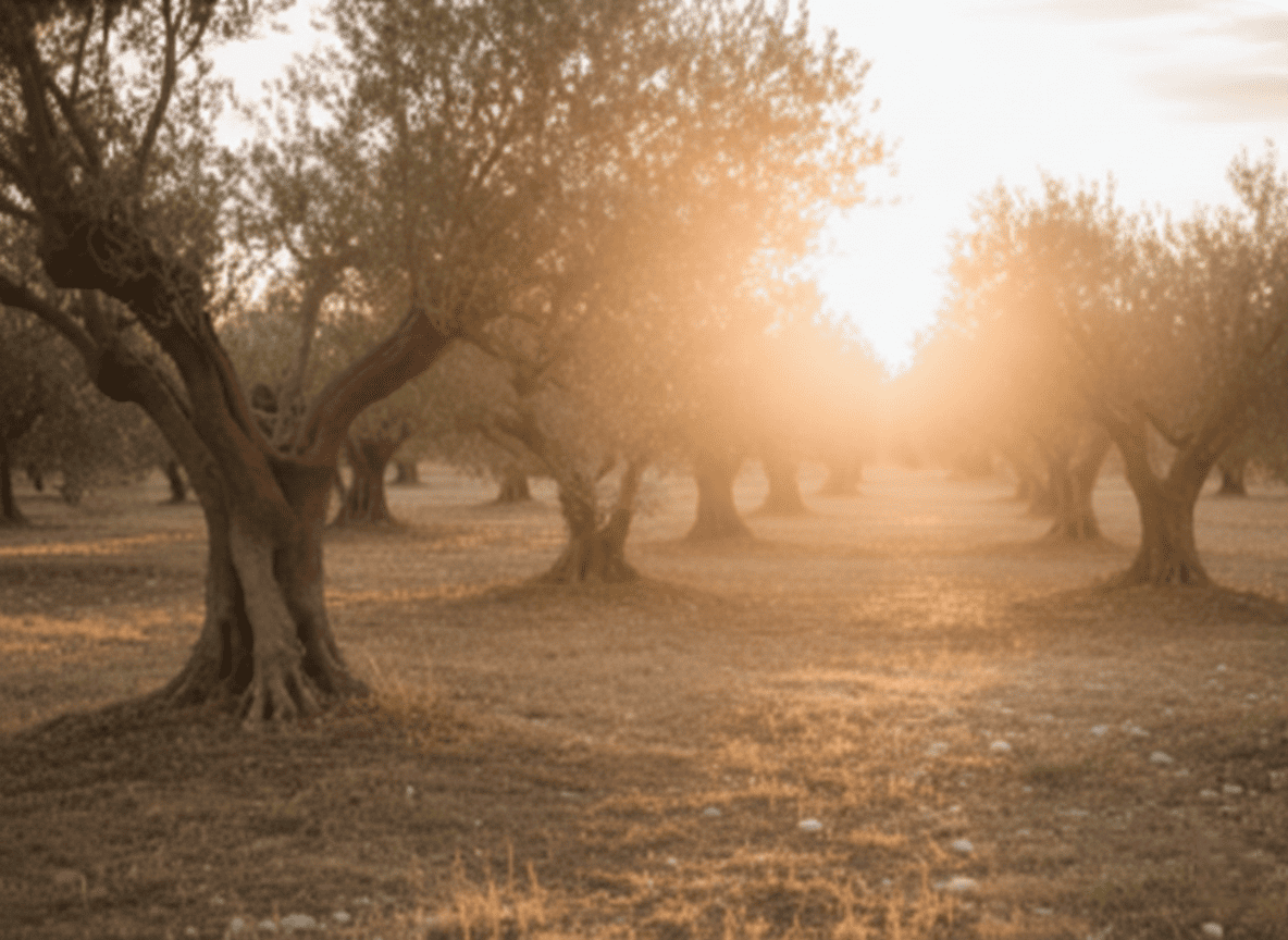 Branche d'olivier sous une lumière douce, symbole d'apaisement et d'expertise en psychothérapie avec Valérie Siino à Avignon